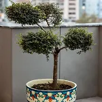 Terra'vista *